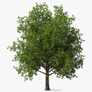 Realistic Maple Tree