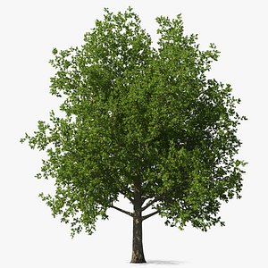 Realistic Maple Tree