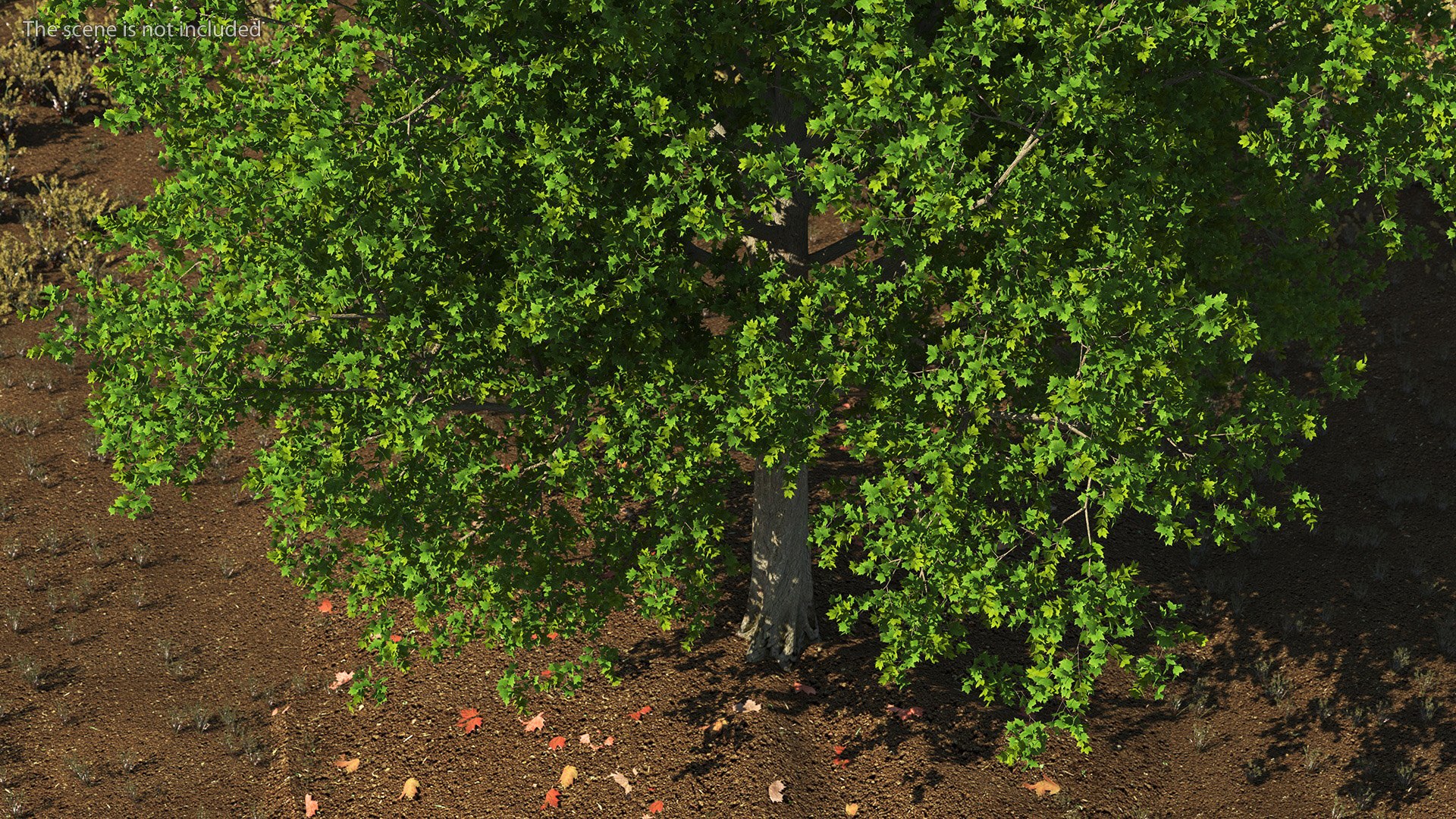 3D Realistic Maple Tree https://p.turbosquid.com/ts-thumb/x2/Zyv87k/s8/realisticmapletreemb3dmodel005/jpg/1708574665/1920x1080/fit_q87/25dd86cc63da017fcfc943123289aafd9e75c822/realisticmapletreemb3dmodel005.jpg