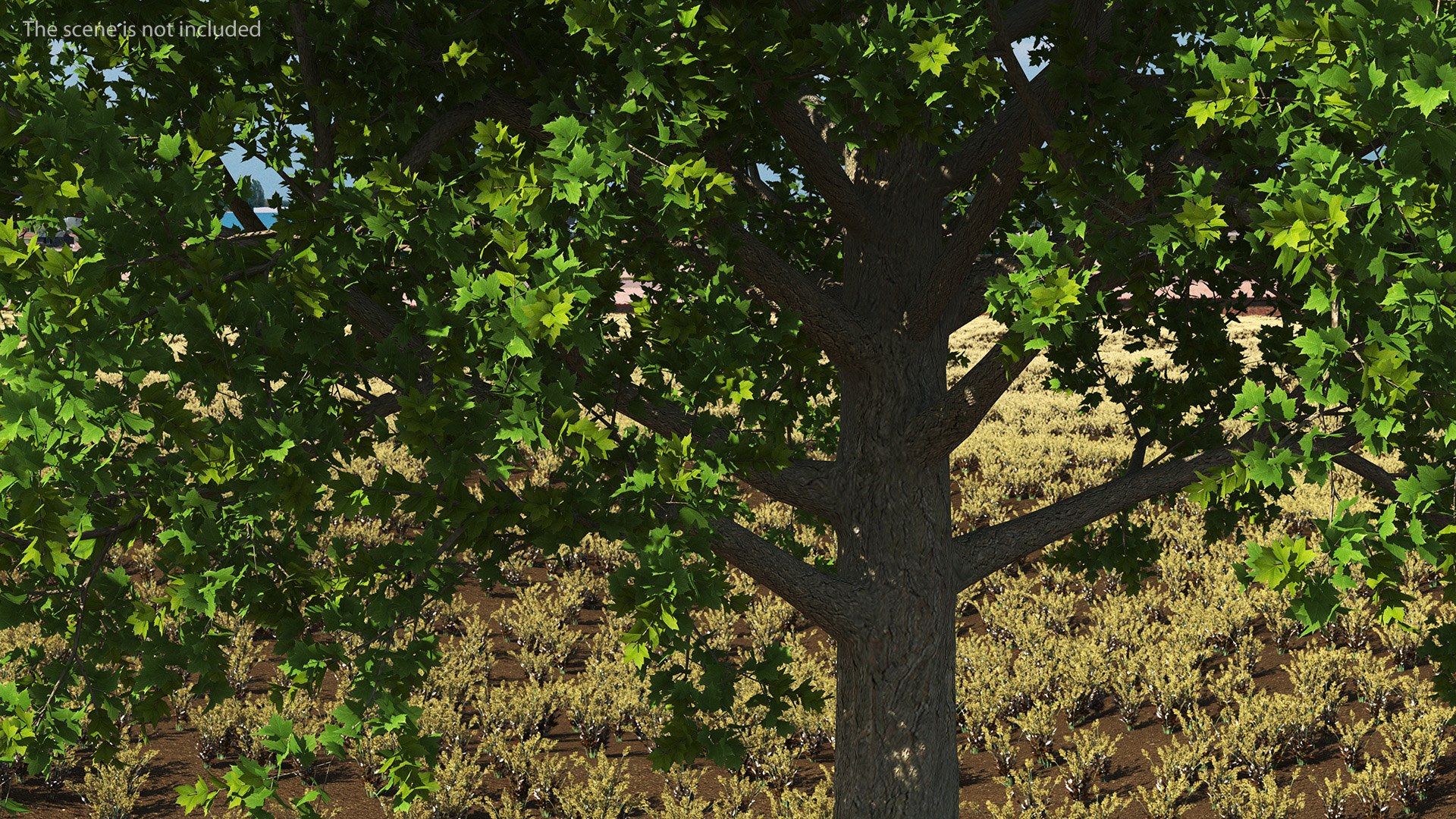 3D Realistic Maple Tree https://p.turbosquid.com/ts-thumb/x2/Zyv87k/tl/realisticmapletreemb3dmodel006/jpg/1708574669/1920x1080/fit_q87/a14afaf2f06c593bb457a3e63bb7d70544614e8c/realisticmapletreemb3dmodel006.jpg