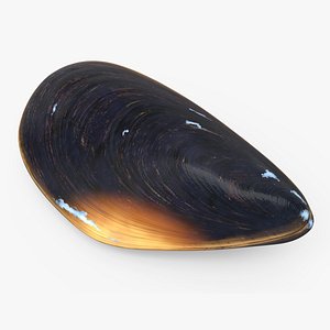 Closed Mussel Shell