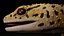 3D 4K Leopard Gecko model