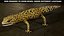 3D 4K Leopard Gecko model