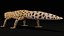 3D 4K Leopard Gecko model
