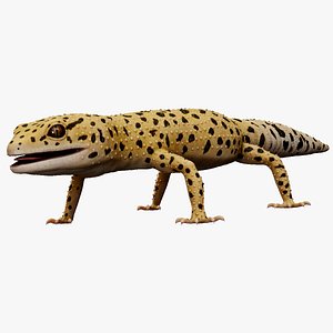 3D 4K Leopard Gecko model