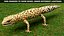 3D 4K Leopard Gecko model