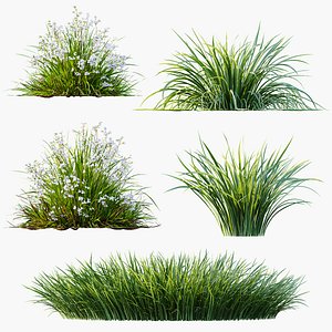 AV Acorus Gramineus Pusillus Ogon and Libertia Grandiflora Grasses