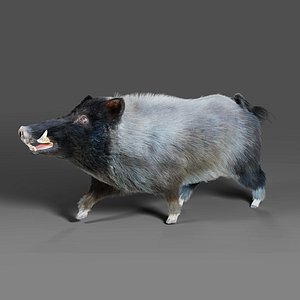 3D Fur Black Wild Boar V07 Rigged and Animation model