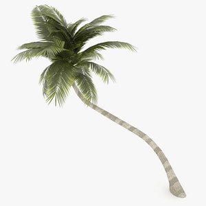Coconut tree 02 (low poly)