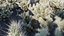Cylindropuntia Bigelovii - Teddy Bear Cholla 01