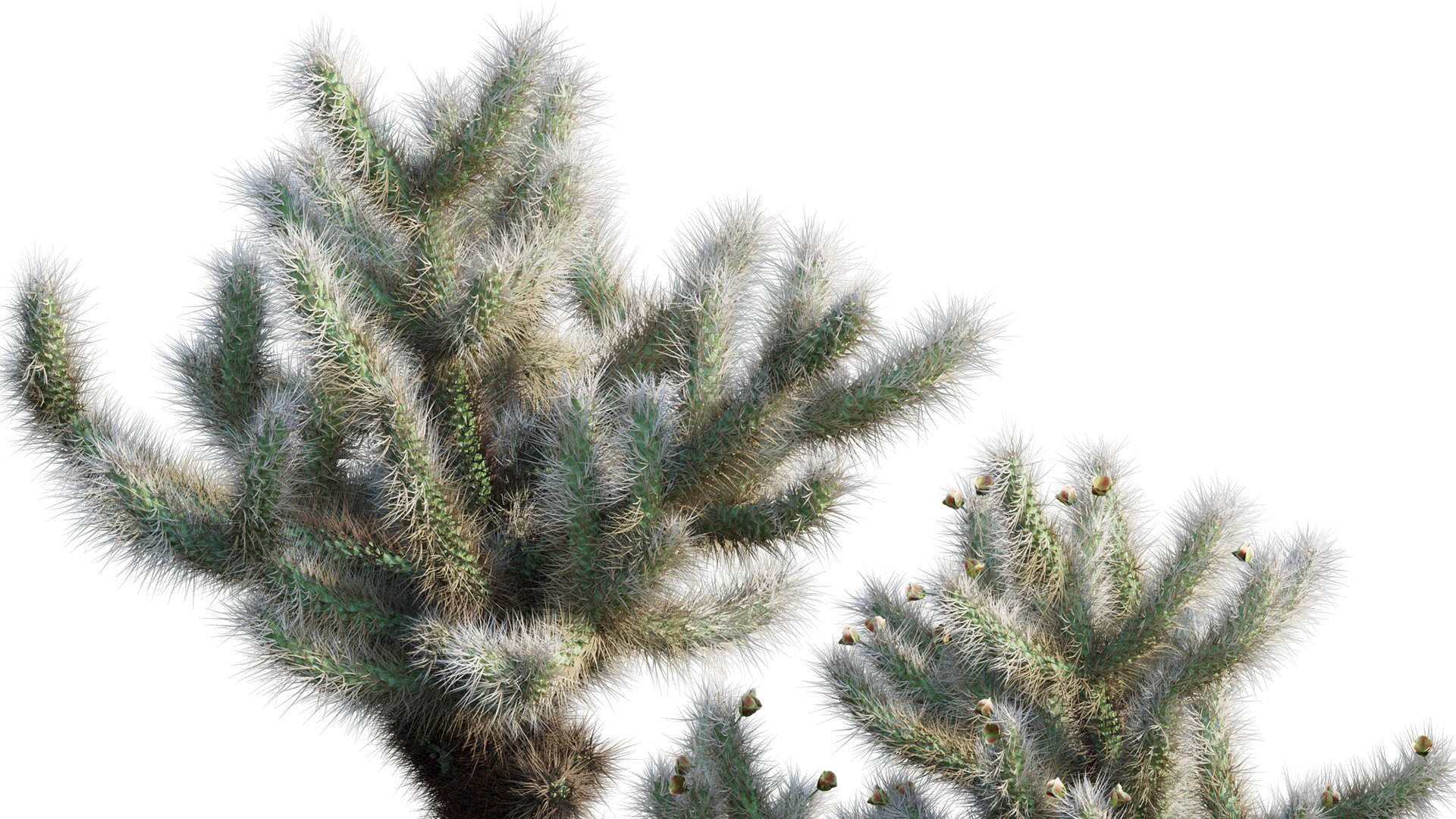 Cylindropuntia Bigelovii - Teddy Bear Cholla 01 3D model https://p.turbosquid.com/ts-thumb/x3/AfG7rR/Tj/3dtree_cylindropuntiabigelovii_02_05/jpg/1695022084/1920x1080/fit_q87/1b02800205c0e73c5b039481c3085208317f3527/3dtree_cylindropuntiabigelovii_02_05.jpg