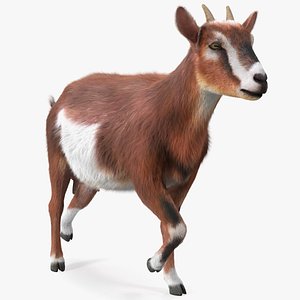 Walking Goat Fur 3D model