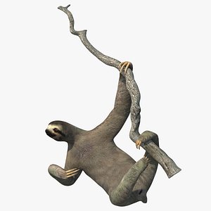 Sloth Hanging from a Branch 3D model