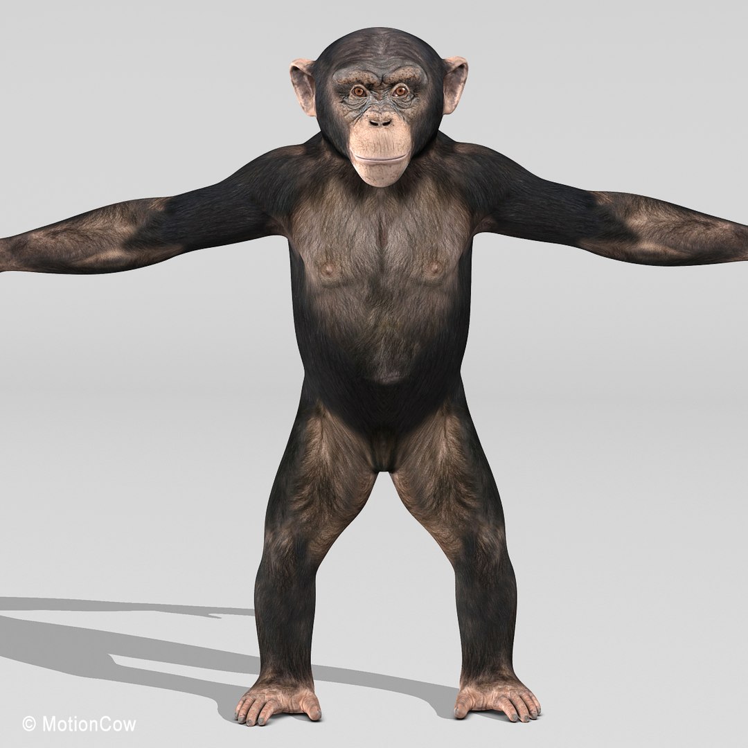 3d realistic rigged model https://p.turbosquid.com/ts-thumb/x3/Jut0W7/2Y9EDwFk/chimpanzee_g/jpg/1361868061/1920x1080/fit_q87/e1387c93a49696290b963ae381108b19209dd0d7/chimpanzee_g.jpg