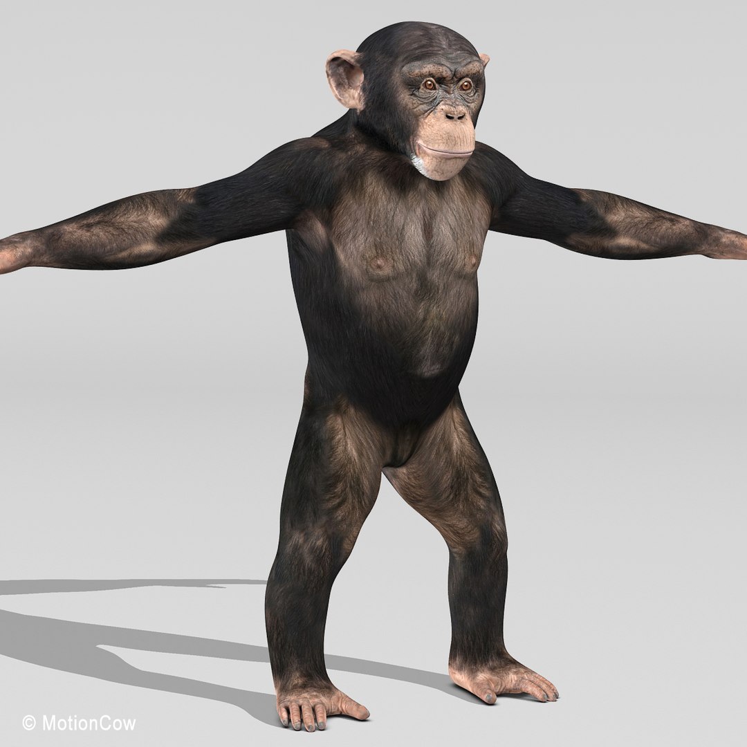 3d realistic rigged model https://p.turbosquid.com/ts-thumb/x3/Jut0W7/FQz8ynEi/chimpanzee_h/jpg/1361868061/1920x1080/fit_q87/c307f958d806b8a9c4fe1413ad7fa2bf57379df0/chimpanzee_h.jpg