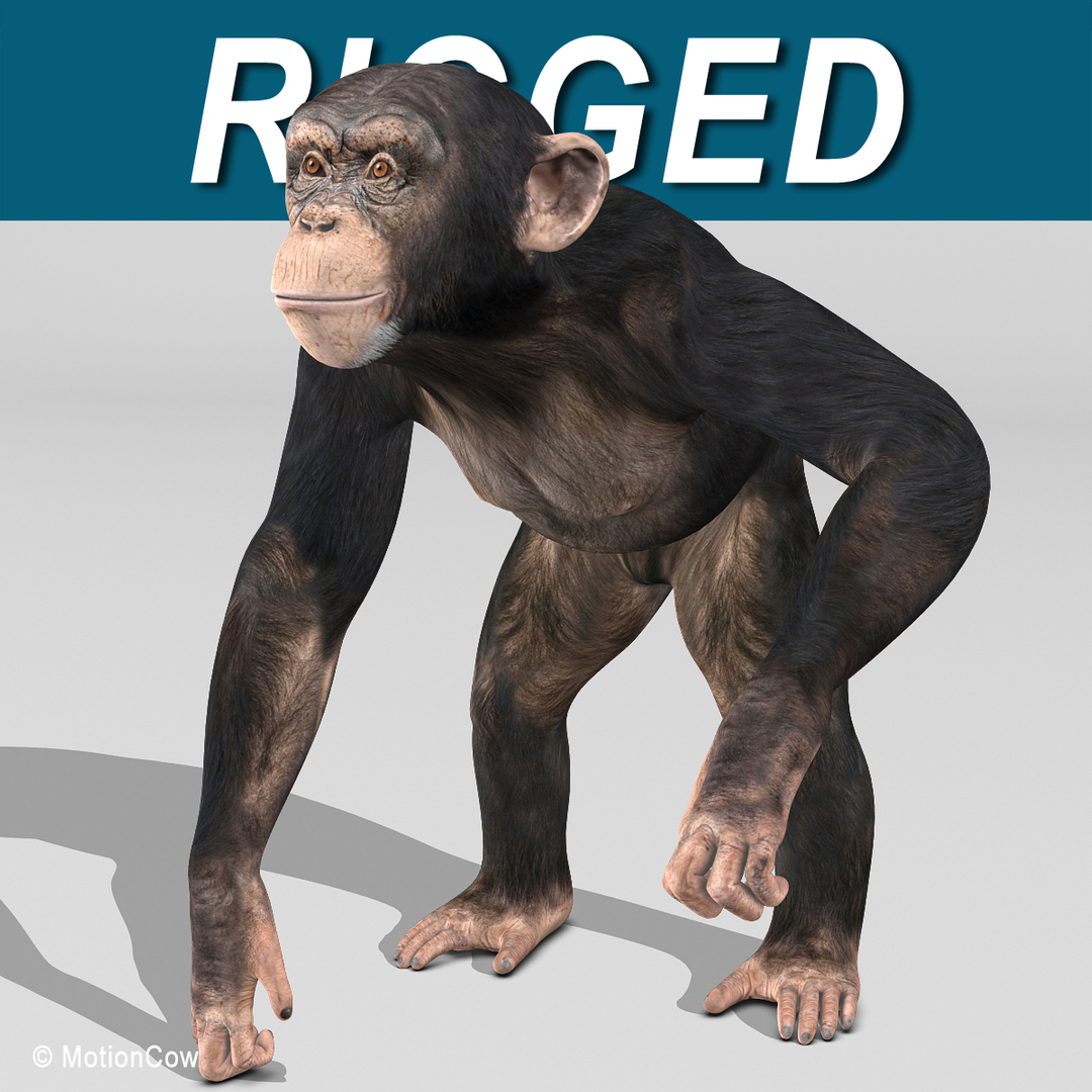 modelo 3d Chimpancé - TurboSquid 726578