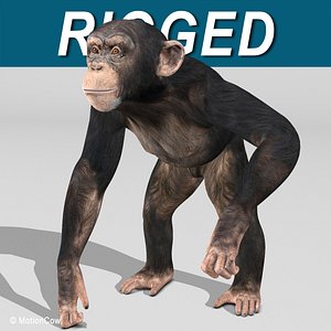 3d realistic rigged model