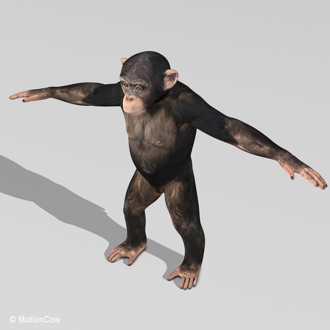 3d realistic rigged model https://p.turbosquid.com/ts-thumb/x3/Jut0W7/N8Lw6UVt/chimpanzee_j/jpg/1361868061/1920x1080/fit_q87/0ad25d0c727d888449257b8a32580691572f796c/chimpanzee_j.jpg