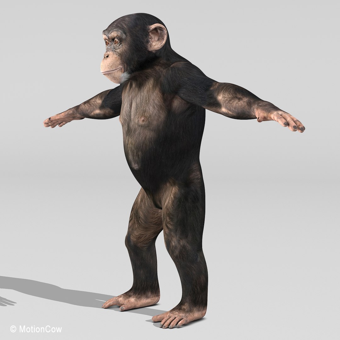 3d realistic rigged model https://p.turbosquid.com/ts-thumb/x3/Jut0W7/Qx85rm0W/chimpanzee_d/jpg/1361868061/1920x1080/fit_q87/40975ccb662104cb48fddbd74e5548b69fe3577b/chimpanzee_d.jpg