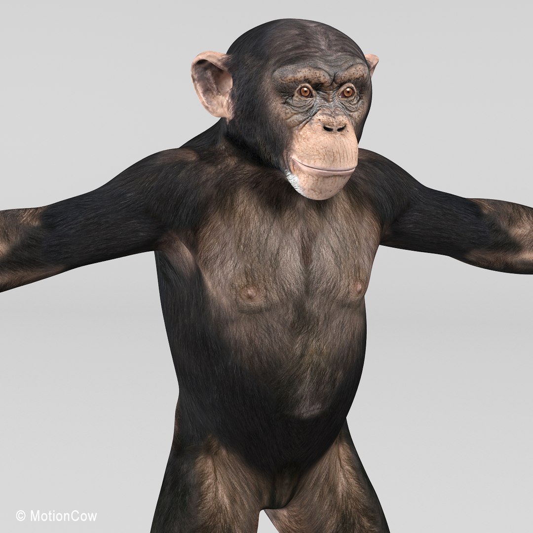 3d realistic rigged model https://p.turbosquid.com/ts-thumb/x3/Jut0W7/Ttqgv4c3/chimpanzee_b/jpg/1361868061/1920x1080/fit_q87/7e7e8f4161614c64ff3058a7765cf2037fbed44f/chimpanzee_b.jpg