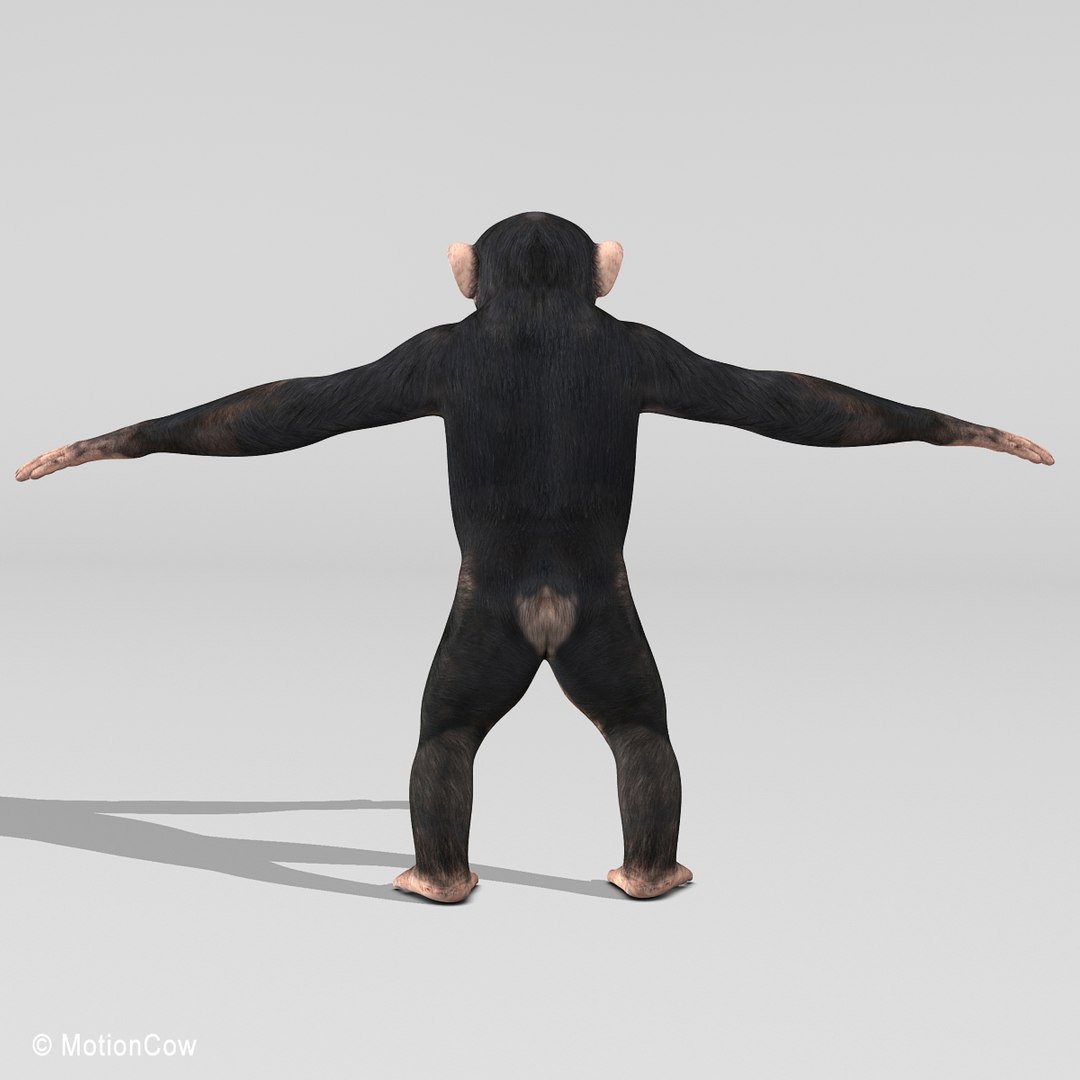 3d Realistic Rigged Model