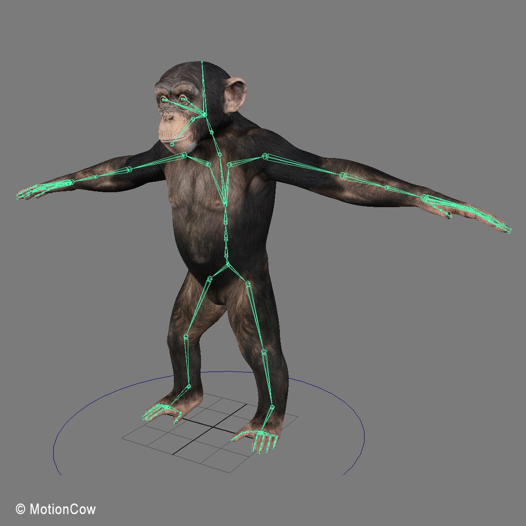 3d realistic rigged model https://p.turbosquid.com/ts-thumb/x3/Jut0W7/mU0Ol31V/chimpanzee_rig/jpg/1361868061/1920x1080/fit_q87/afa91a1ee6f783d0e6f8b4e238db55510aeed016/chimpanzee_rig.jpg