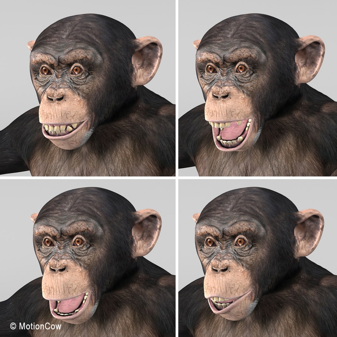 3d realistic rigged model https://p.turbosquid.com/ts-thumb/x3/Jut0W7/sCU6zurA/chimpanzee_i2/jpg/1361868061/1920x1080/fit_q87/403ffd74cce4ebc3922781a1dd77cf19b0f1de34/chimpanzee_i2.jpg
