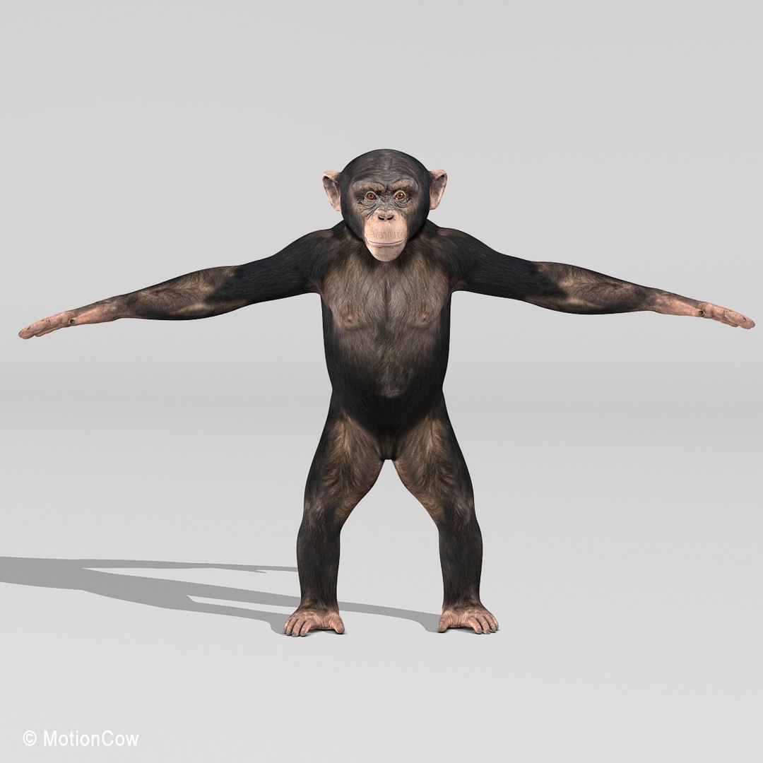 3d realistic rigged model https://p.turbosquid.com/ts-thumb/x3/Jut0W7/udjN2tqt/chimpanzee_c/jpg/1361868061/1920x1080/fit_q87/bac5bad20a2c82d560e23fb36f640ebdc9c611d5/chimpanzee_c.jpg