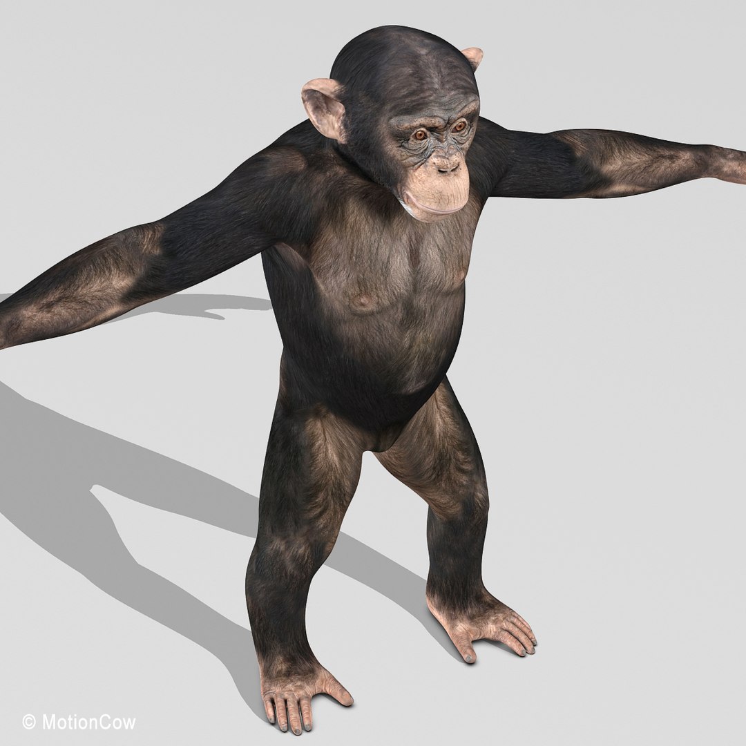 3d realistic rigged model https://p.turbosquid.com/ts-thumb/x3/Jut0W7/yW8DzfM6/chimpanzee_k/jpg/1361868061/1920x1080/fit_q87/fb10fb8e155d9eb5bd689fa33dd784903bda9086/chimpanzee_k.jpg