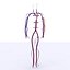 3d model basic circulatory 2010