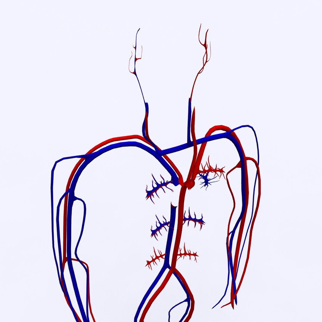 3d model basic circulatory 2010 https://p.turbosquid.com/ts-thumb/x3/KT6bJB/n2V1rlAE/4/jpg/1339885518/1920x1080/fit_q87/88f8c296efa4df46f6e5d9b090a013bb98a85bc3/4.jpg