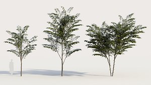 3D Gleditsia triacanthos c