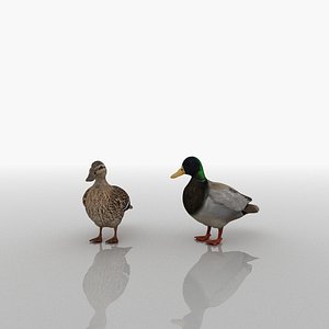3D model duck