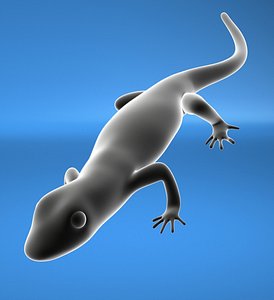 salamander obj