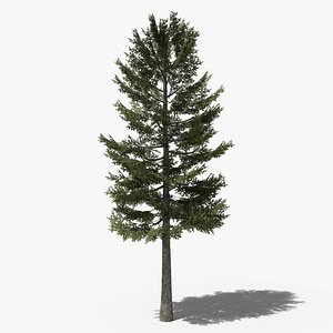 Pine v1