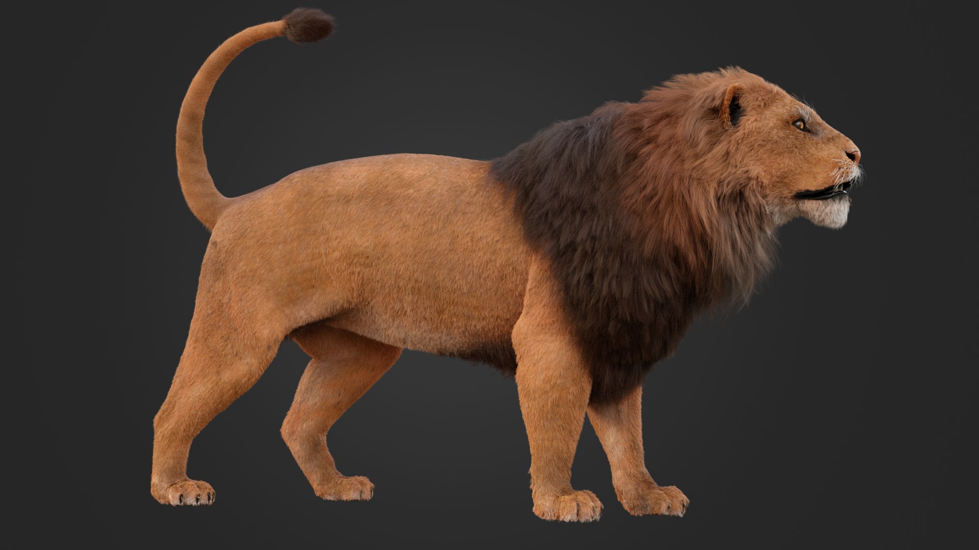 3D MALE LION https://p.turbosquid.com/ts-thumb/x3/zkRMYX/8C/6/png/1752587753/1920x1080/fit_q87/eb5d9bf94872db03ef8b7a18b9e39e08d24da7b3/6.jpg