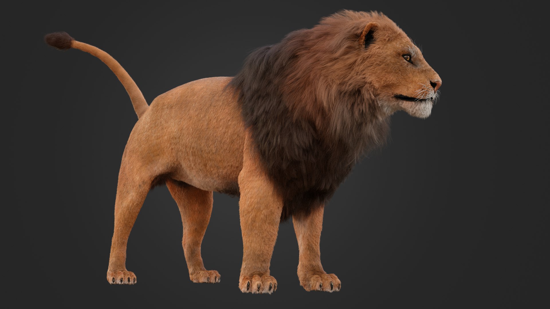 3D MALE LION https://p.turbosquid.com/ts-thumb/x3/zkRMYX/9x/3/png/1752587748/1920x1080/fit_q87/5b7cb3cc48c68bbf97006f896e77af1c52a52e73/3.jpg