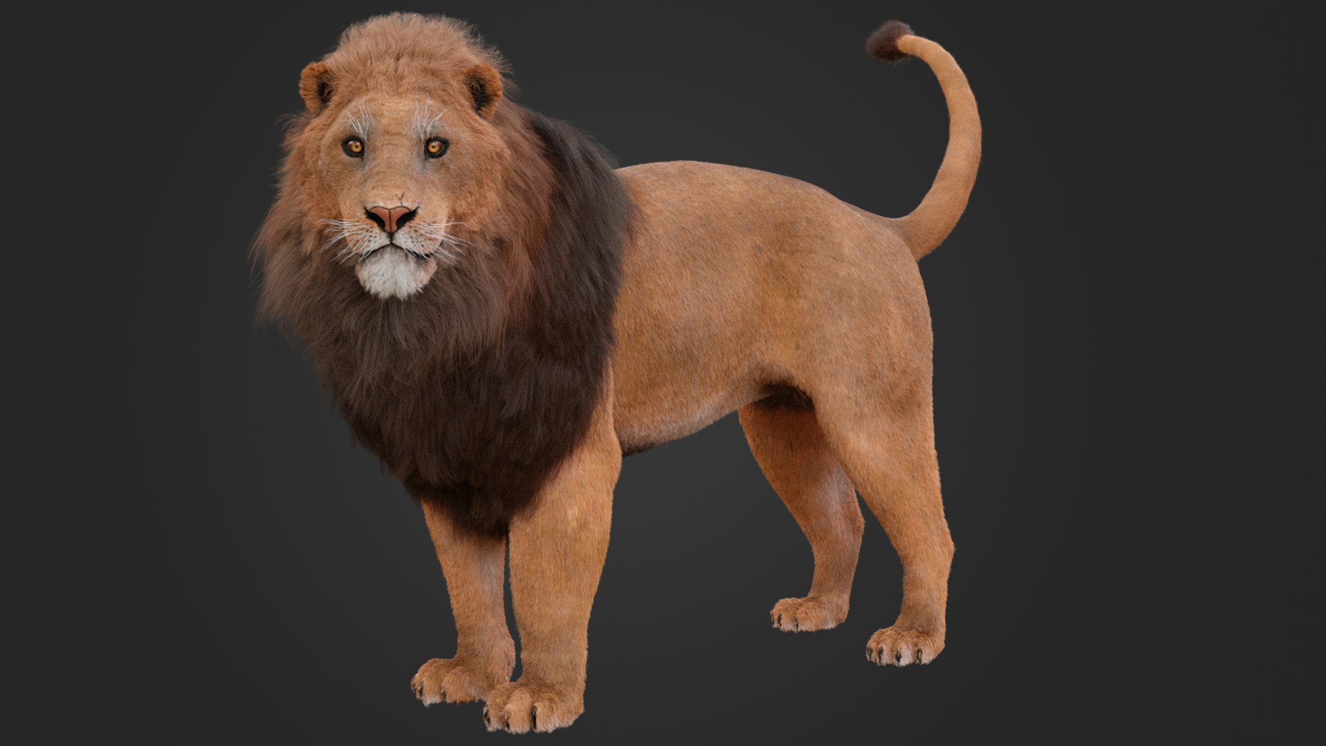 3D MALE LION https://p.turbosquid.com/ts-thumb/x3/zkRMYX/ul/7/png/1752587754/1920x1080/fit_q87/38313a5de35722cfb16dc869700f296c654aea31/7.jpg