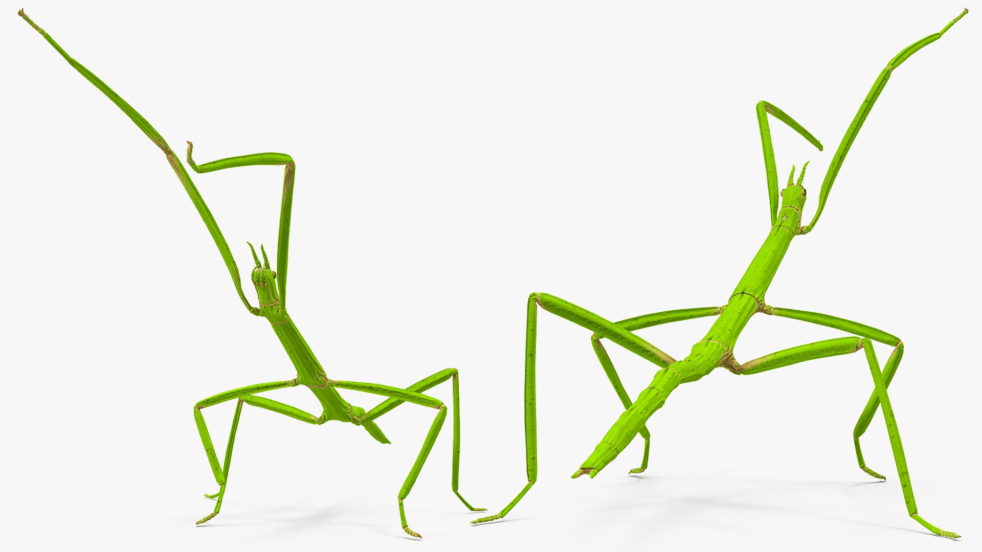 Rigged Creeping Insects Collection 3 model https://p.turbosquid.com/ts-thumb/x4/8ozq9L/3H/riggedcreepinginsectscollection3mb3dmodel038/jpg/1649709745/1920x1080/fit_q87/0becc45f1e3ab3ccc820df5fbf9d59494e640080/riggedcreepinginsectscollection3mb3dmodel038.jpg