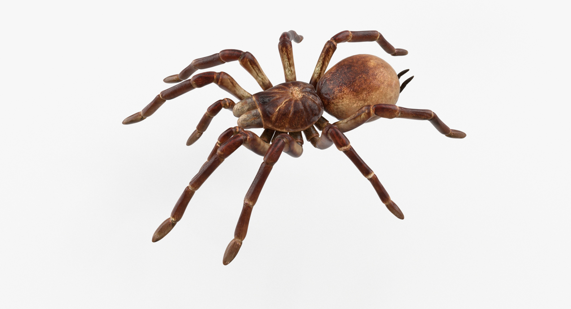 Rigged Creeping Insects Collection 3 model https://p.turbosquid.com/ts-thumb/x4/8ozq9L/7j/goliath_birdeater_rigged_361/jpg/1649710351/1920x1080/turn_fit_q99/51482c3160eb39fab1b16f6b825a075646166396/goliath_birdeater_rigged_361-1.jpg