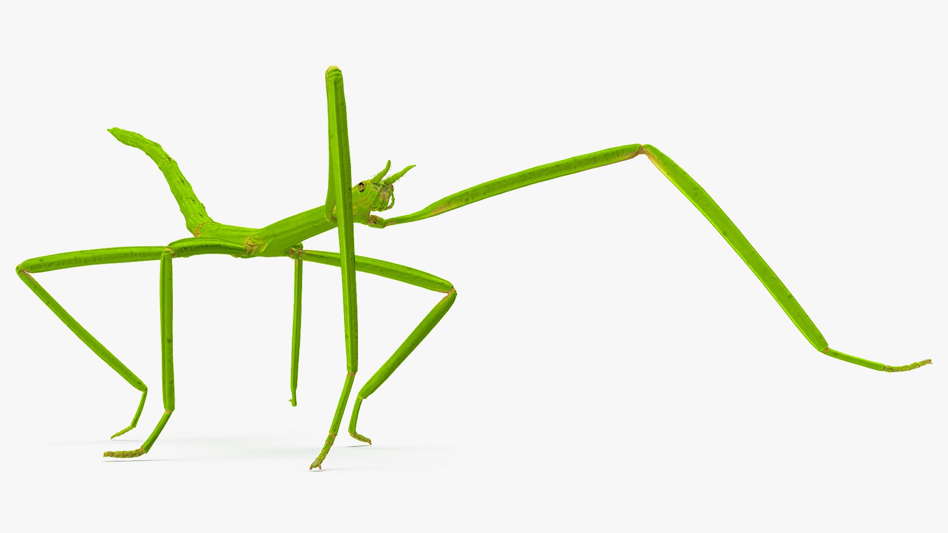 Rigged Creeping Insects Collection 3 model https://p.turbosquid.com/ts-thumb/x4/8ozq9L/AE/riggedcreepinginsectscollection3mb3dmodel034/jpg/1649709733/1920x1080/fit_q87/2762625b5db0f3cca79ca2d14436977820fdc82c/riggedcreepinginsectscollection3mb3dmodel034.jpg