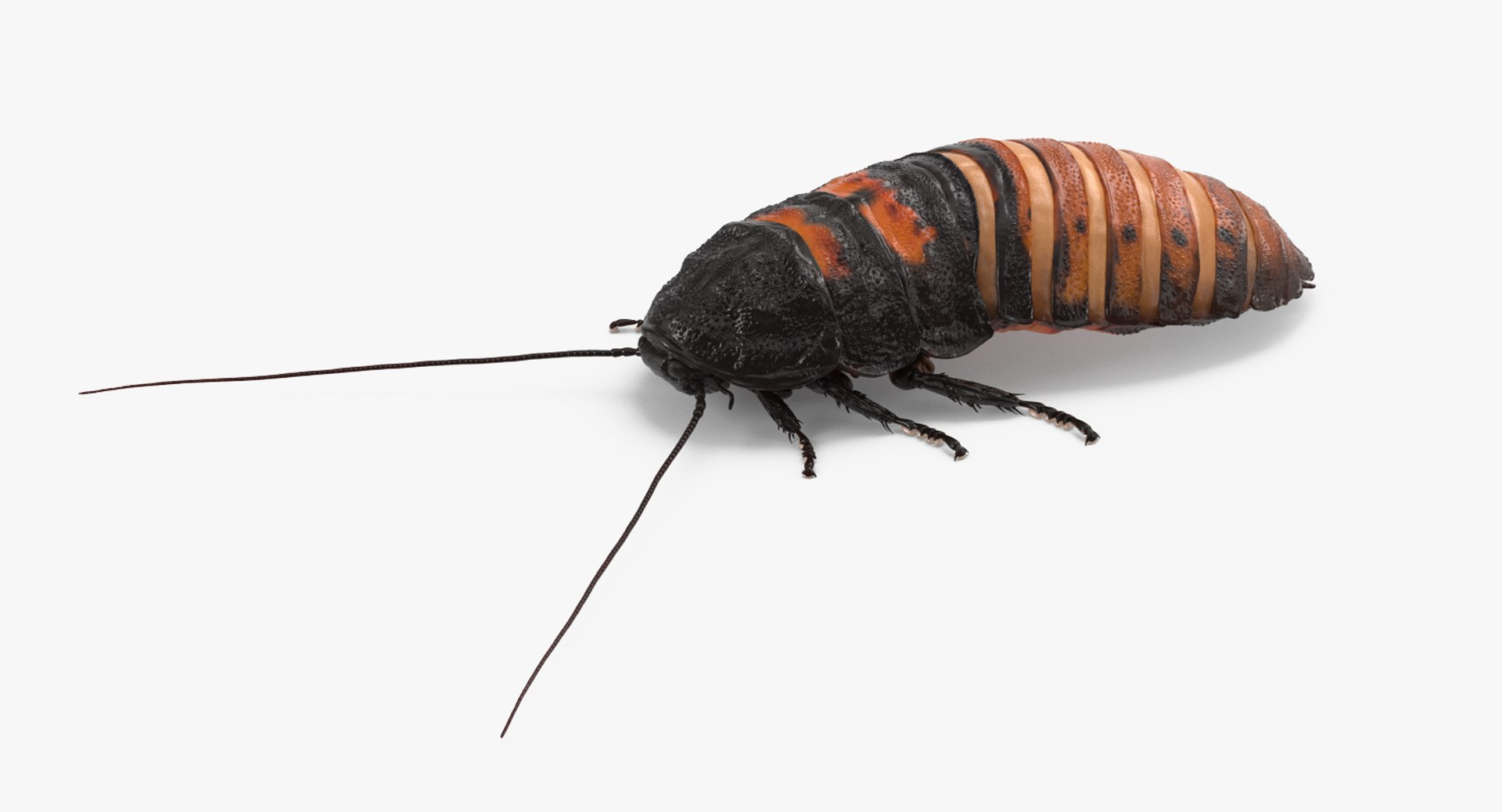 Rigged Creeping Insects Collection 3 model https://p.turbosquid.com/ts-thumb/x4/8ozq9L/D7/riggedcreepinginsectscollection3mb3dmodel090/jpg/1649709902/1920x1080/fit_q87/23c21abe8ec76527085625056851319bcaa087f5/riggedcreepinginsectscollection3mb3dmodel090.jpg
