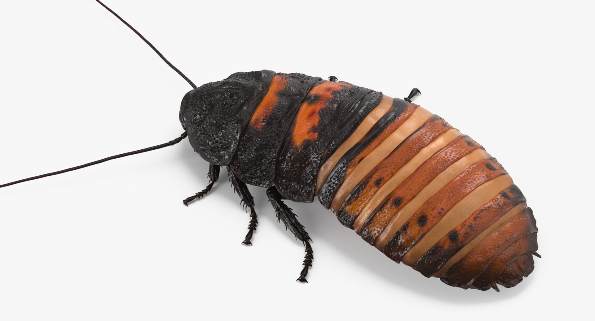 Rigged Creeping Insects Collection 3 model https://p.turbosquid.com/ts-thumb/x4/8ozq9L/JG/riggedcreepinginsectscollection3mb3dmodel089/jpg/1649709899/1920x1080/fit_q87/59ce3c5950b1ee70072ae8e9a24efa09139cbd30/riggedcreepinginsectscollection3mb3dmodel089.jpg