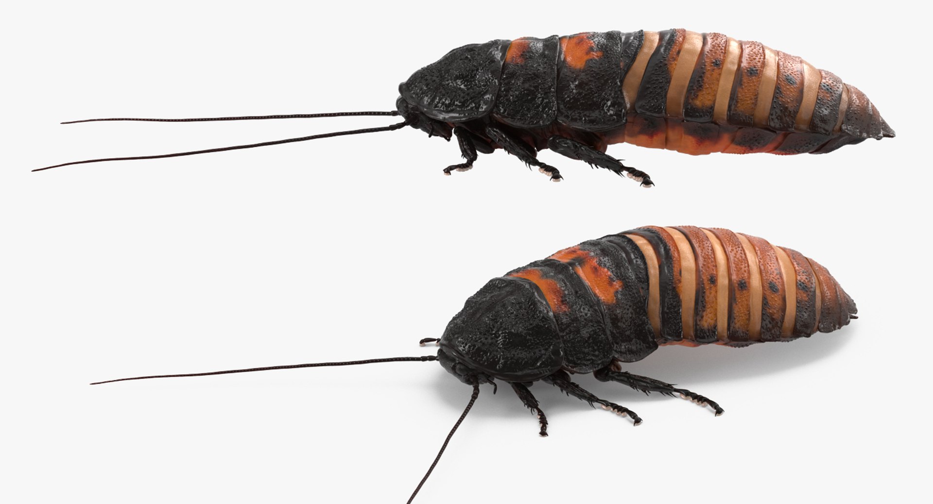 Rigged Creeping Insects Collection 3 model https://p.turbosquid.com/ts-thumb/x4/8ozq9L/NR/riggedcreepinginsectscollection3mb3dmodel094/jpg/1649709914/1920x1080/fit_q87/d4a823bd7676016d7f33ca0cea9bc0fa2674c72b/riggedcreepinginsectscollection3mb3dmodel094.jpg