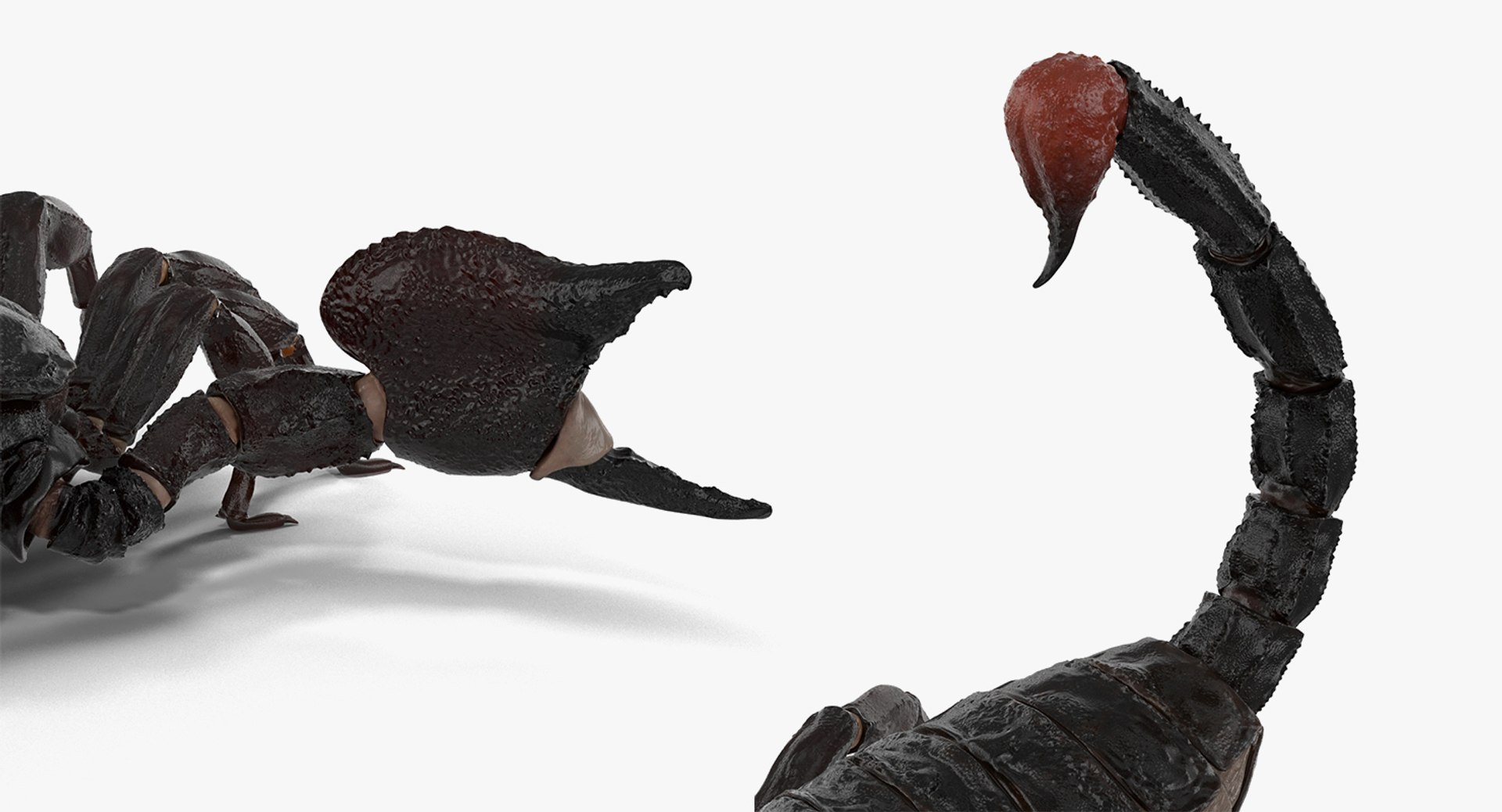 Rigged Creeping Insects Collection 3 model https://p.turbosquid.com/ts-thumb/x4/8ozq9L/Xy/riggedcreepinginsectscollection3mb3dmodel028/jpg/1649709714/1920x1080/fit_q87/b33c6ac41f4c3420cf4d203685a34b0114b8f033/riggedcreepinginsectscollection3mb3dmodel028.jpg