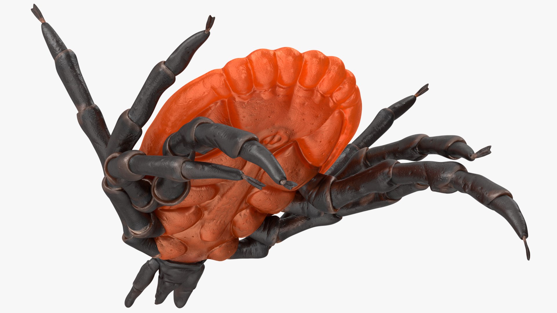 Rigged Creeping Insects Collection 3 model https://p.turbosquid.com/ts-thumb/x4/8ozq9L/fv/riggedcreepinginsectscollection3mb3dmodel017/jpg/1649709683/1920x1080/fit_q87/331865b748db8a3d14ef16d3a35068cf3a9d1a30/riggedcreepinginsectscollection3mb3dmodel017.jpg
