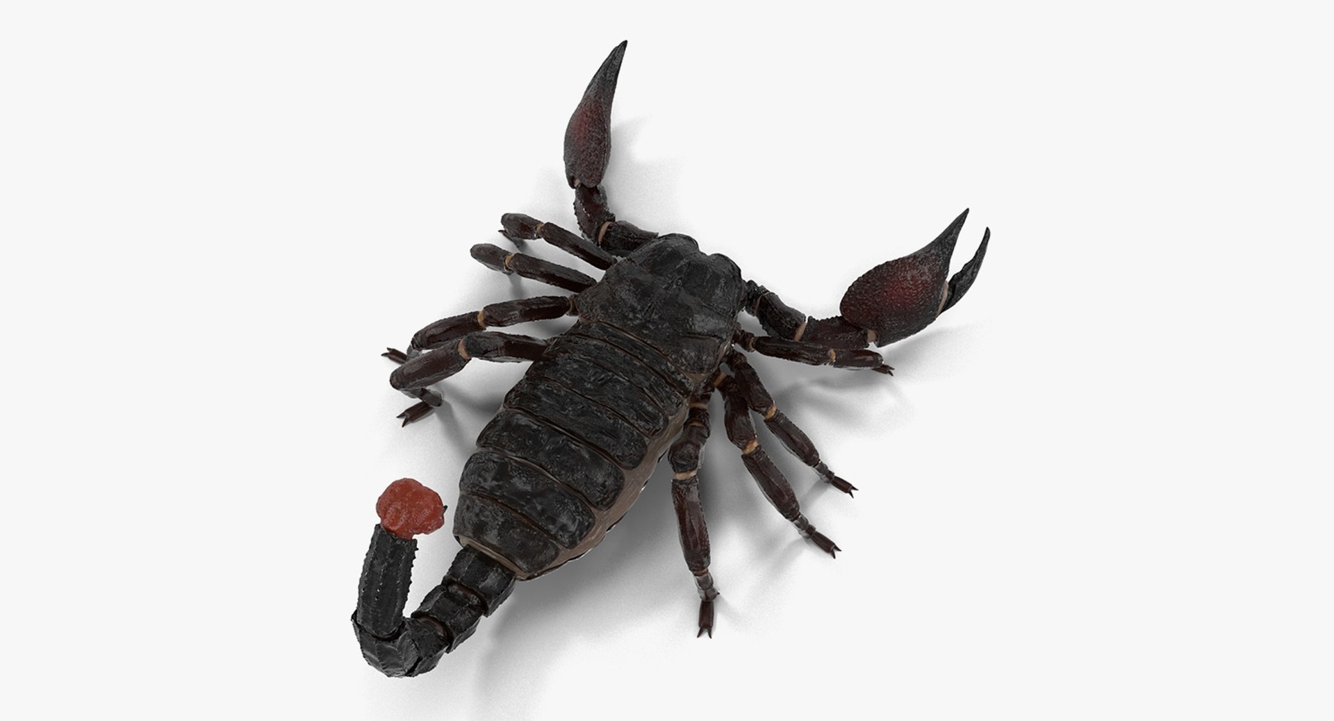 Rigged Creeping Insects Collection 3 model https://p.turbosquid.com/ts-thumb/x4/8ozq9L/kX/riggedcreepinginsectscollection3mb3dmodel025/jpg/1649709706/1920x1080/fit_q87/0d51aae833897a6b2720f57becd61c8bffb68098/riggedcreepinginsectscollection3mb3dmodel025.jpg
