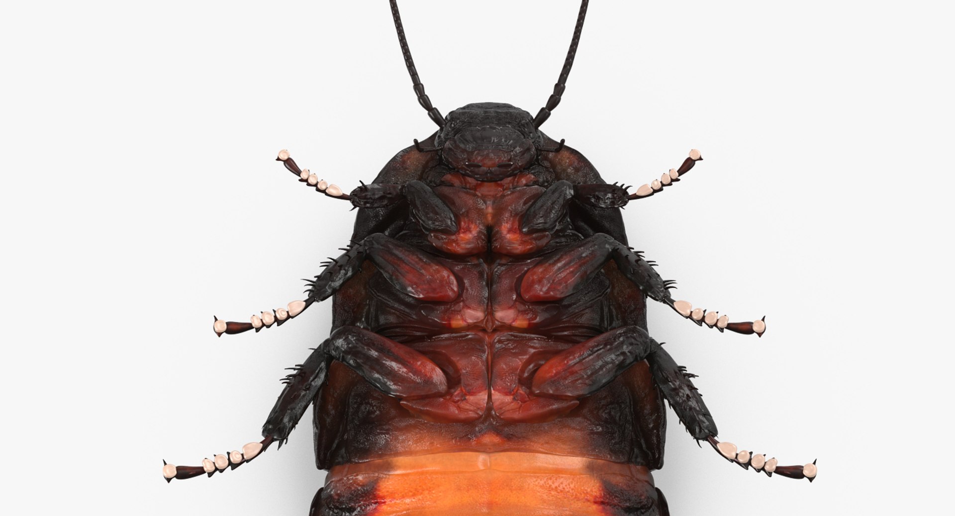 Rigged Creeping Insects Collection 3 model https://p.turbosquid.com/ts-thumb/x4/8ozq9L/mZ/riggedcreepinginsectscollection3mb3dmodel097/jpg/1649709923/1920x1080/fit_q87/db8eae2b74f0ecec436a8aa90c9e03e3e6836f1c/riggedcreepinginsectscollection3mb3dmodel097.jpg