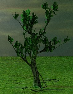 3D old oak tree