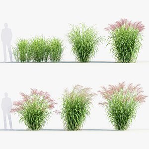 3D Miscanthus sinensis zebrinus Zenra grass 3D Model 02